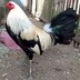 bili_1624056972