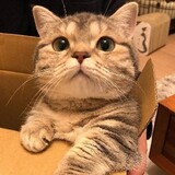 bisabingxiaonansi