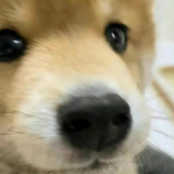 longliyuyu