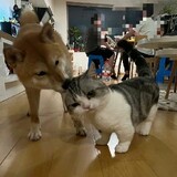 niunaihexiaoyinyu