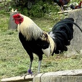 KDZ Gamefarm