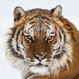 亚洲远古巨人之王