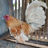 JBM BANTAM BACKYARD