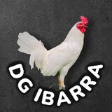 DG_IBARRA