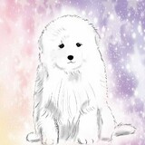 samoyeer
