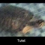 The_Tutel