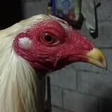 ogieferrer