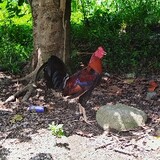 D&BGamefarm