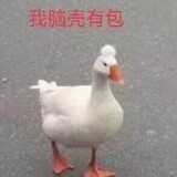 jiekexingxinggeini