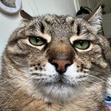 happymiaomiaoyu