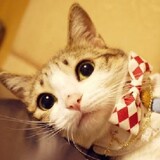 huozhihuanle-milealo