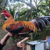 Katuka_backyard