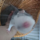 xiaoxiaaichimi_