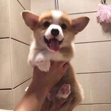 dayuyuchongwuyanxuan