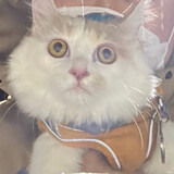 haoxihuannide___ao