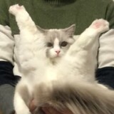 goude___ing