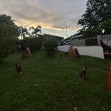 dindin backyard