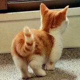 tiaracrew