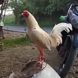 DKM888GF