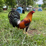 Monster Gamefarm