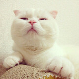 daidaikiri