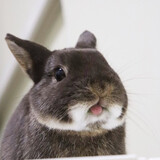 chimeiwangliangkuaituisan