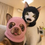 a___agouaigc