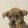 mafia_puppy