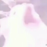 susagi_03