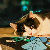 niunaibudingsophie