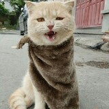 xiaxuelu