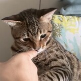 aiyaobandengde___