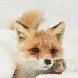 xiaodongwuqimiaowu