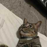 catdengdeng