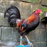 JDA Gamefowl Breeder