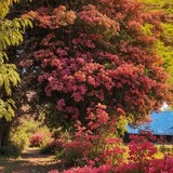 愛の言語/愛の言語