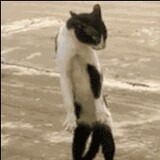 แหกตาดู