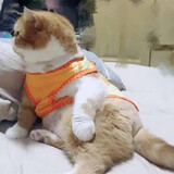 achaibushixiaokubao