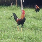 epvgameyard
