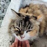 Araya Tararattanakul