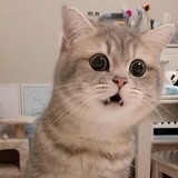 turedexinkun---