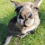 axiangdedongwushijie