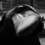 crowmoses