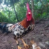 MARK ALVIN DOLENDRES