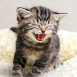 lanmiaoaishangshu