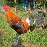 NAL gamefarm