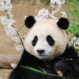 fubaodeshouhutianxin