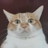 johnchobkhx