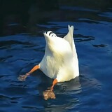 lengeee