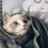yuyuanshigepang___mi